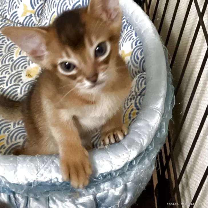 ID：2506-01615の子猫