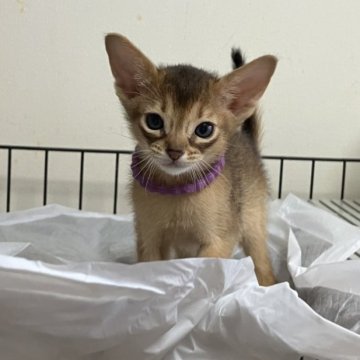 アビシニアン【千葉県・男の子・2025年10月6日・ルディ】の写真「マイペースちゃん」