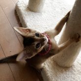 アビシニアン