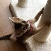 アビシニアン