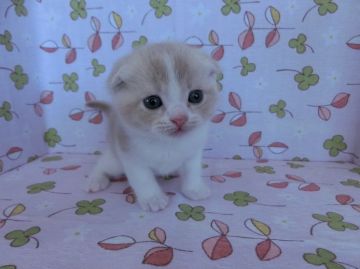 スコティッシュフォールド【群馬県・男の子・2015年1月7日・クリーム(カメオ)&ホワイト（短毛）】の写真「丸顔のかわいい子です」