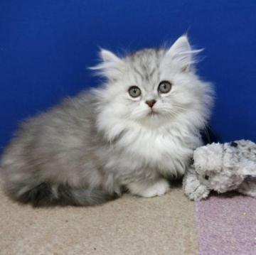 ミヌエット(短足)【群馬県・男の子・2022年10月25日・シルバータビー&ホワイト（ロング）】の写真「まんまるお目目でフワフワなの男の子です。」