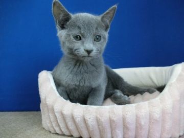 ロシアンブルー【群馬県・男の子・2021年11月15日・ブルー（ショート）】の写真「人懐こいかわいい男の子です。」