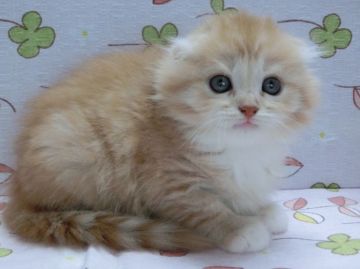 スコティッシュフォールド【群馬県・女の子・2015年7月25日・レッドタービー&ホワイト（セミロング）】の写真「丸顔のかわいい子です」