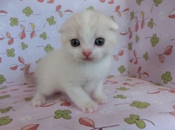 スコティッシュフォールド【群馬県・男の子・2015年1月7日・クリーム&ホワイト（短毛）】の写真「丸顔のかわいい子です」