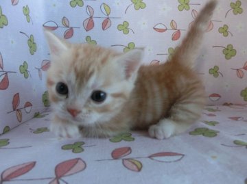 マンチカン【群馬県・女の子・2014年9月9日・レッドタービー（短毛）】の写真「短足の可愛い女の子です」