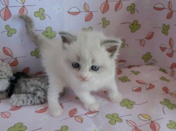 ラグドール【群馬県・女の子・2014年10月19日・ブルーポイントバイカラー（ロング）】の写真「ブルーの目が奇麗な元気な女の子です」