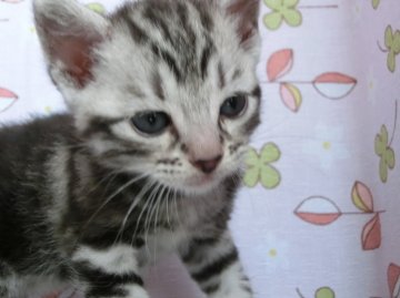 アメリカンショートヘア【群馬県・女の子・2014年7月25日・シルバータービー（短毛）】の写真「元気な女の子です」