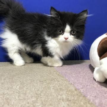 マンチカン(短足)【群馬県・男の子・2022年8月16日・ブラックホワイト（ロング）】の写真「2匹兄弟で健康に育っています」