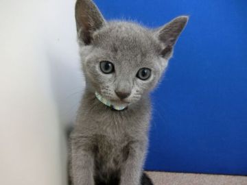 ロシアンブルー【群馬県・男の子・2021年5月22日・ブルー（ショート）】の写真「2匹兄妹で健康に育っています」