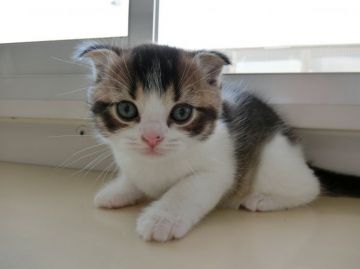 スコティッシュフォールド【群馬県・男の子・2015年9月14日・ブラウンタービー&ホワイト（ショート）】の写真「丸顔でまんまるお目目の元気な子です」