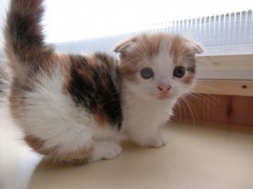 マンチカン【群馬県・女の子・2016年1月14日・キャリコ（セミロング）】の写真「短足で折れ耳の女の子です」