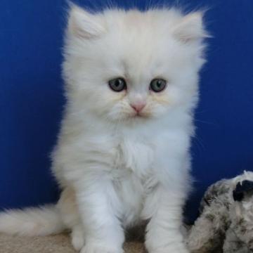 ミヌエット(長足)【群馬県・男の子・2022年10月25日・クリーム&ホワイト（ロング）】の写真「元気で健康に育っています」