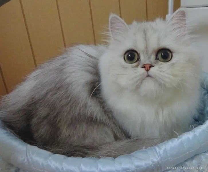 ID:1605-00254の子猫