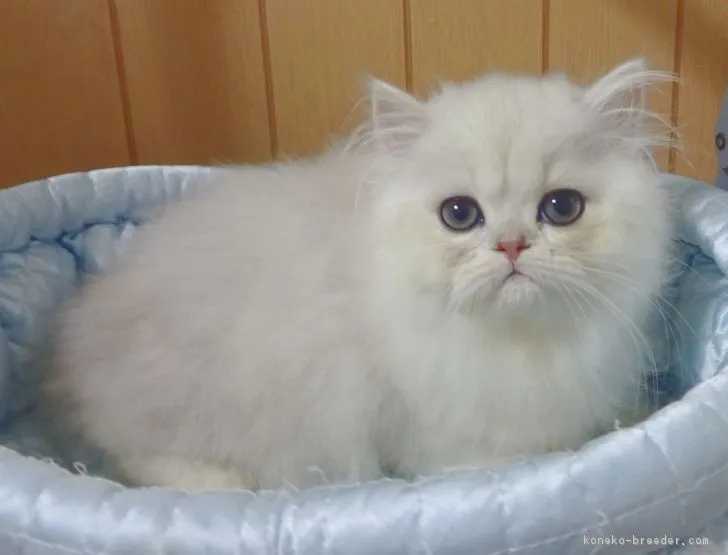 ID:1805-01139の子猫
