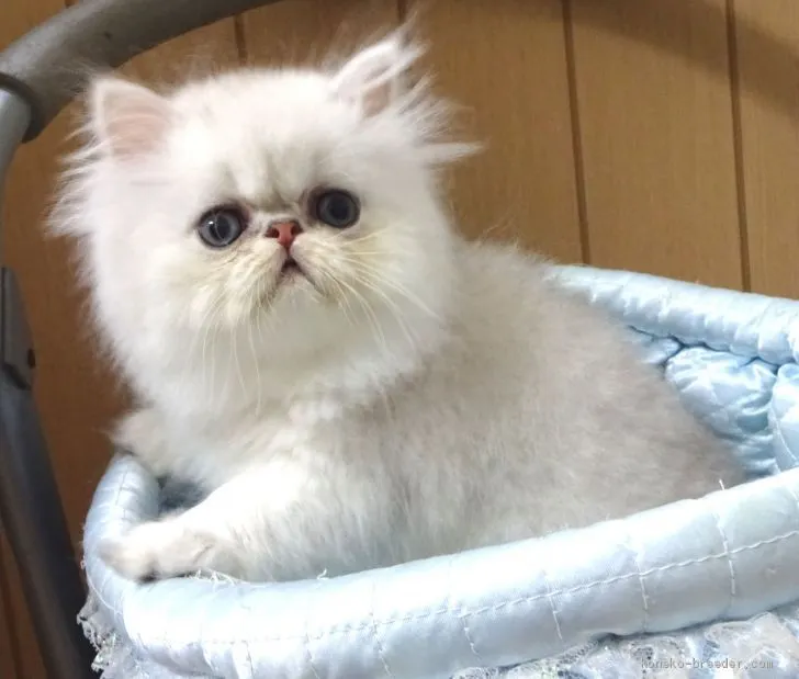 ID：1904-02105の子猫