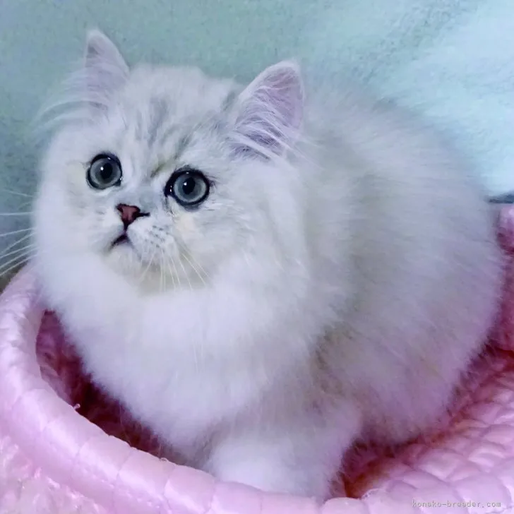 ID:2307-00235の子猫
