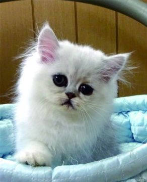 ペルシャ(チンチラ)【大阪府・女の子・2019年7月17日・シェーデッドシルバー】の写真「マイペースで可愛い女の子です。」