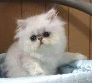 ペルシャ(チンチラ)【大阪府・男の子・2019年3月8日・シェーデッドシルバー】の写真2