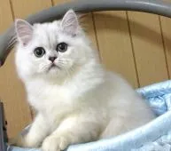 ペルシャ(チンチラ)【大阪府・女の子・2017年6月24日・シェーデッドシルバー】の写真2