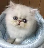 ペルシャ(チンチラ)【大阪府・男の子・2019年3月8日・シェーデッドシルバー】の写真3