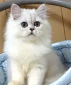 ペルシャ(チンチラ)【大阪府・女の子・2017年6月24日・シェーデッドシルバー】の写真3