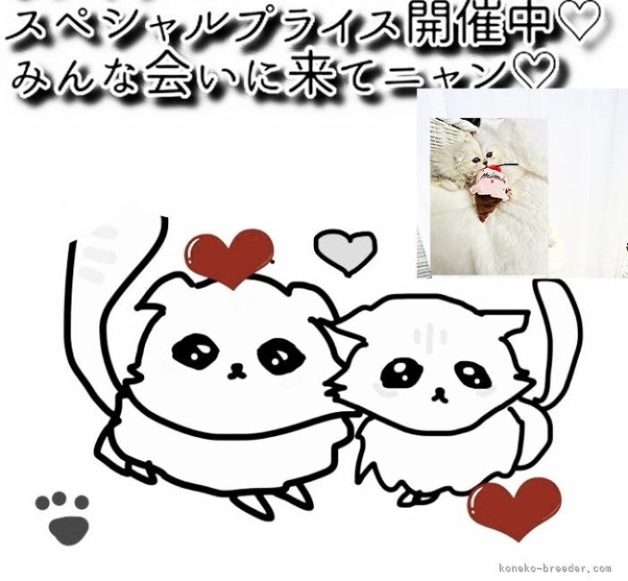 当猫舎へようこそ💜イラスト河崎ジュリ.｜水木　由佳(みずき　ゆか)ブリーダー(神奈川県・スコティッシュフォールド・ICC登録)の紹介写真1