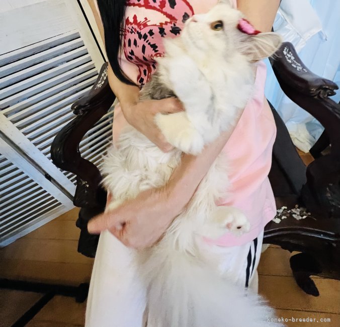 水木由佳ブリーダーのブログ：音芽ちゃん♡