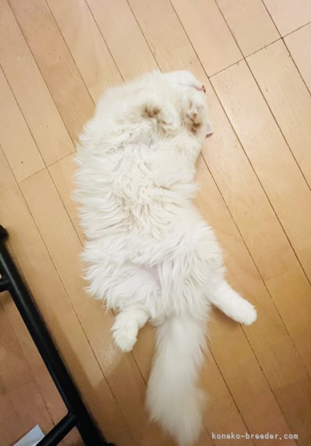 水木由佳ブリーダーのブログ：シフォン君と音芽（おとめ）ちゃん♡