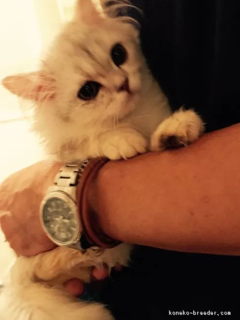 ID:1706-01420の子猫