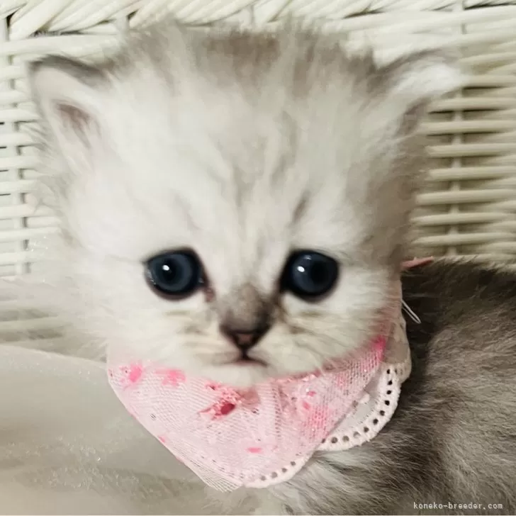 ID:2402-00503の子猫