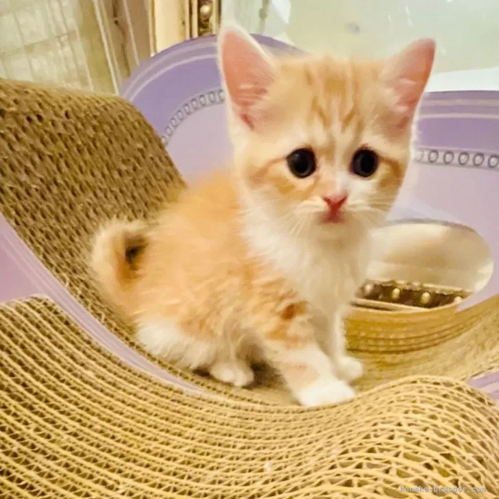 ID:2407-03284の子猫