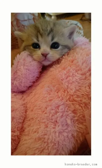 ID:1604-00145の子猫