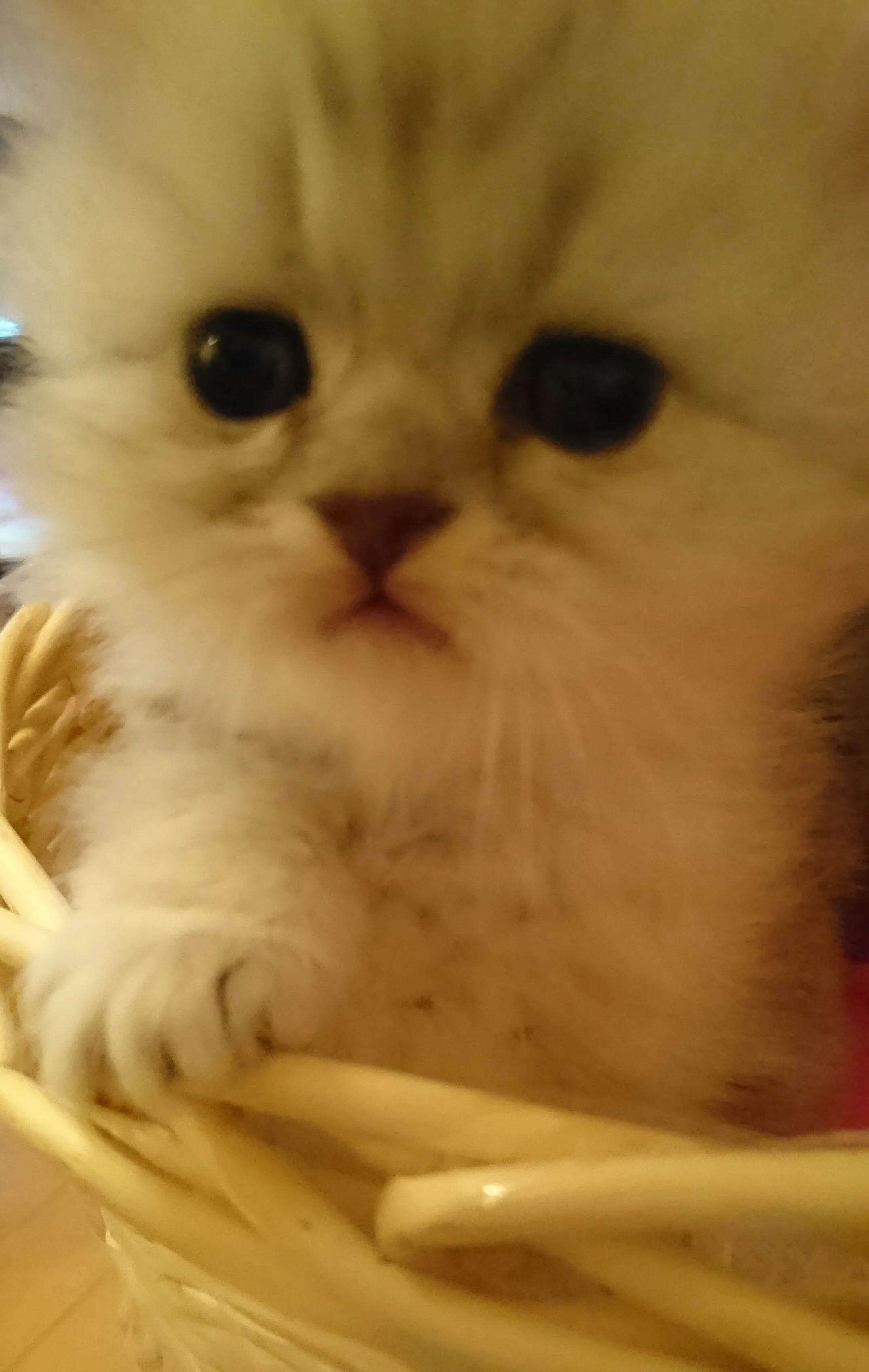 ID:1604-00266の子猫