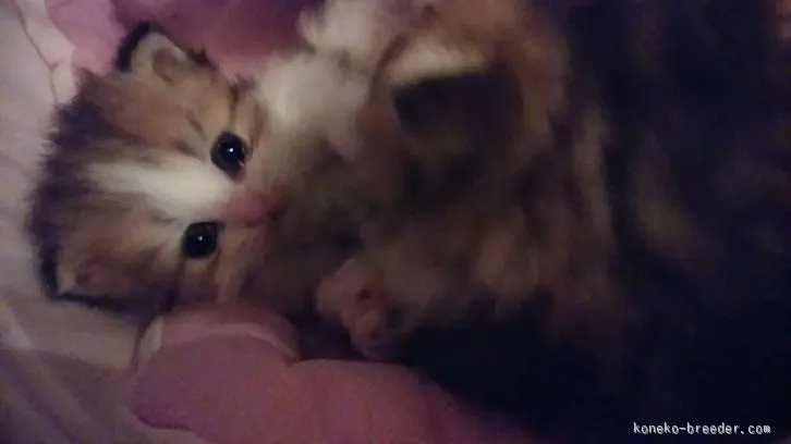 ID:1603-00041の子猫