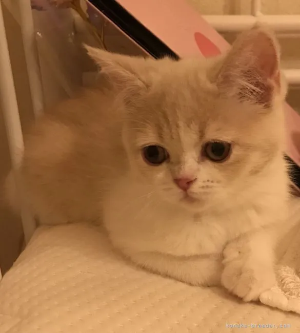 ID:2202-00743の子猫