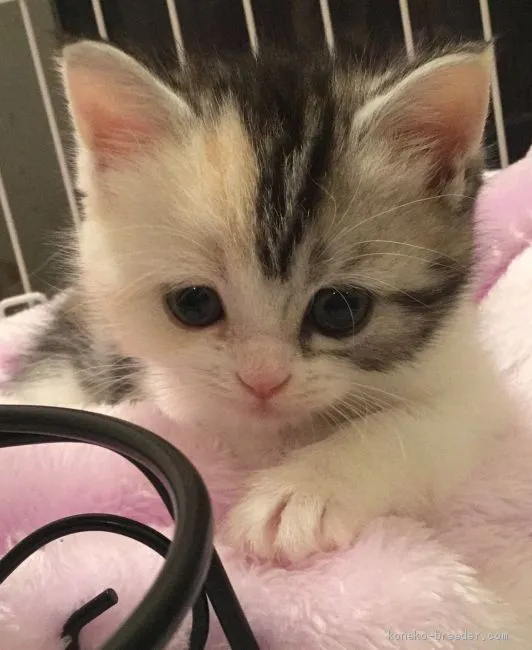 ID:1905-00579の子猫