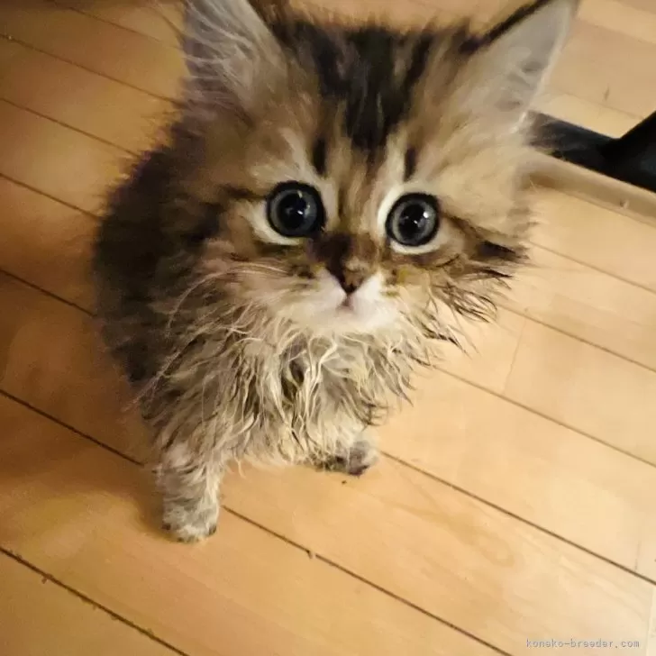 ID：2404-02801の子猫