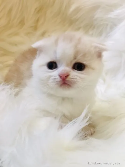 ID:2112-01681の子猫