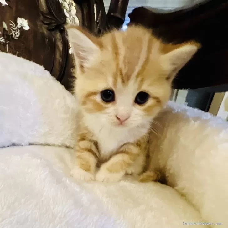 ID:2407-03072の子猫