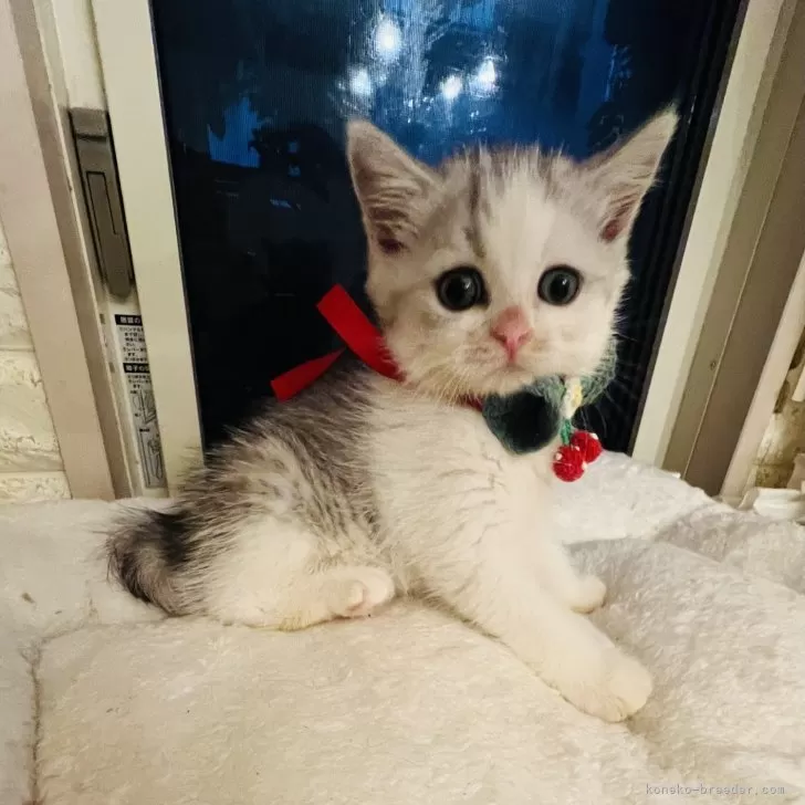 ID:2410-02179の子猫
