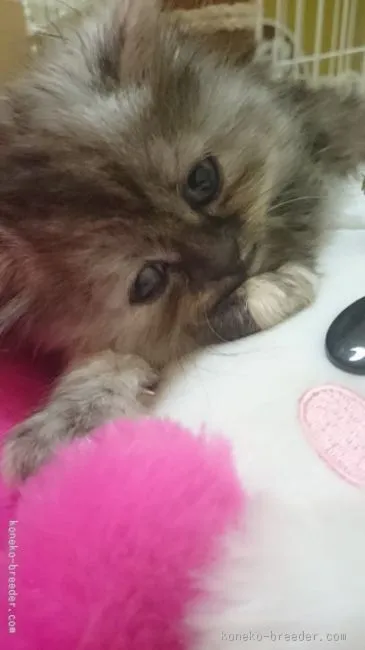 ID：1602-00296の子猫