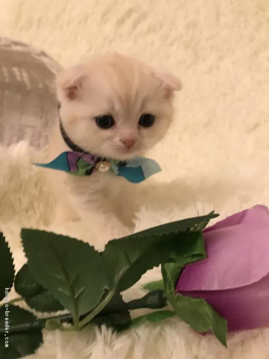 ID：2004-01582の子猫