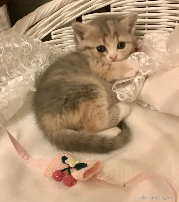 ID：2111-00436の子猫