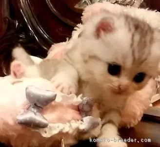 ID：1607-00509の子猫