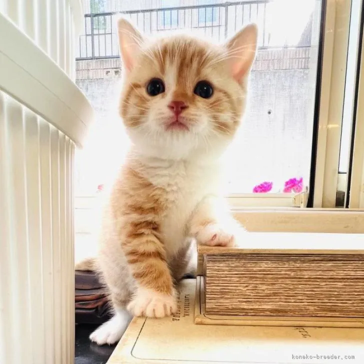ID:2206-01161の子猫