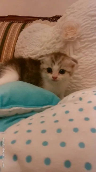 ID：1609-00111の子猫