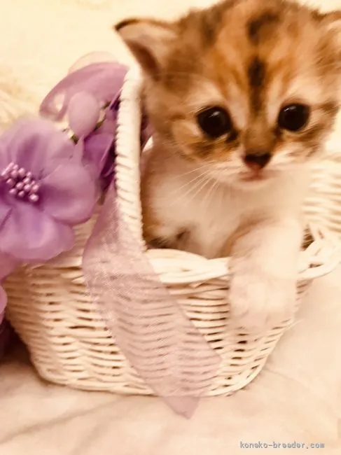 ID:2007-00698の子猫