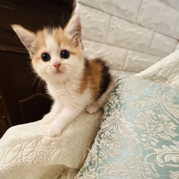 ID:2306-03545の子猫