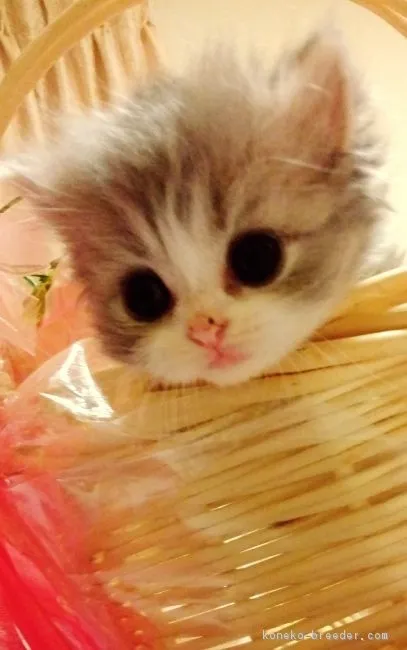 ID：1704-01302の子猫